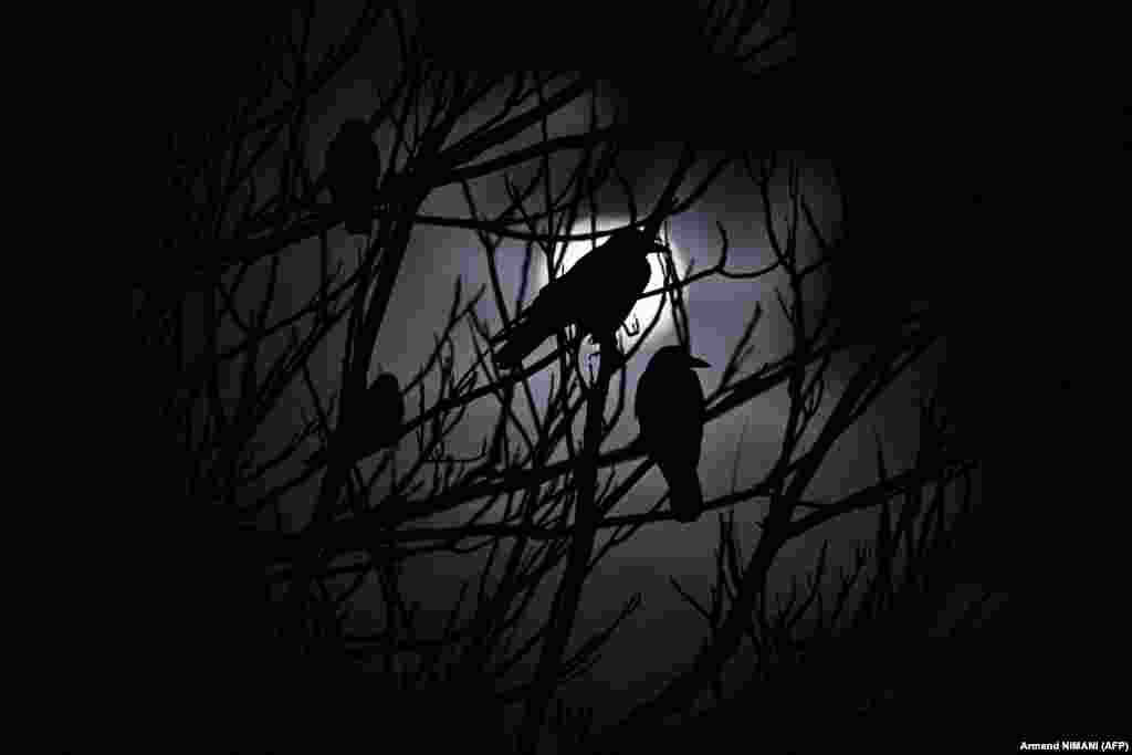 Crows are silhouetted against the full moon as they sit on tree branches near Kosovo&#39;s capital of Pristina. &nbsp; 