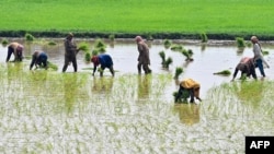 PAKISTAN - Farmers harvest rice paddy at a field on the outskirts of Lahore on June 25, 2024.