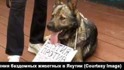 Акция против умерщвления бездомных животных в Якутии, 30 июня 2024 года.