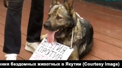Акция против умерщвления бездомных животных в Якутии, 30 июня 2024 года