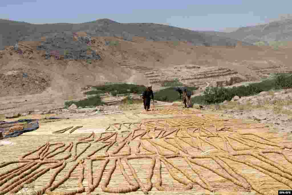 Afghan farmers process harvested figs in Kandahar.