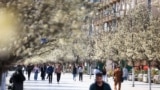 KOSOVO: Cherry blossom season in Pristina, March 2024
