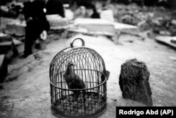 Një zog duke u mbajtur në një kafaz në pritje për t'u përdorur në një dyluftim, pranë një varri në varrezat Kart-e Sakhy në Kabul më 8 qershor.