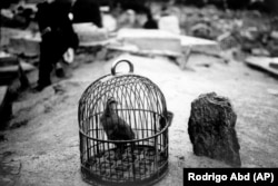 A bird is kept in a cage waiting to be used in a fight, next to a grave at the Kart-e Sakhy cemetery in Kabul on June 8.