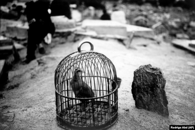 Un uccello è tenuto in una gabbia in attesa di essere usato in un combattimento, accanto a una tomba nel cimitero di Kart-e Sakhy a Kabul l'8 giugno.