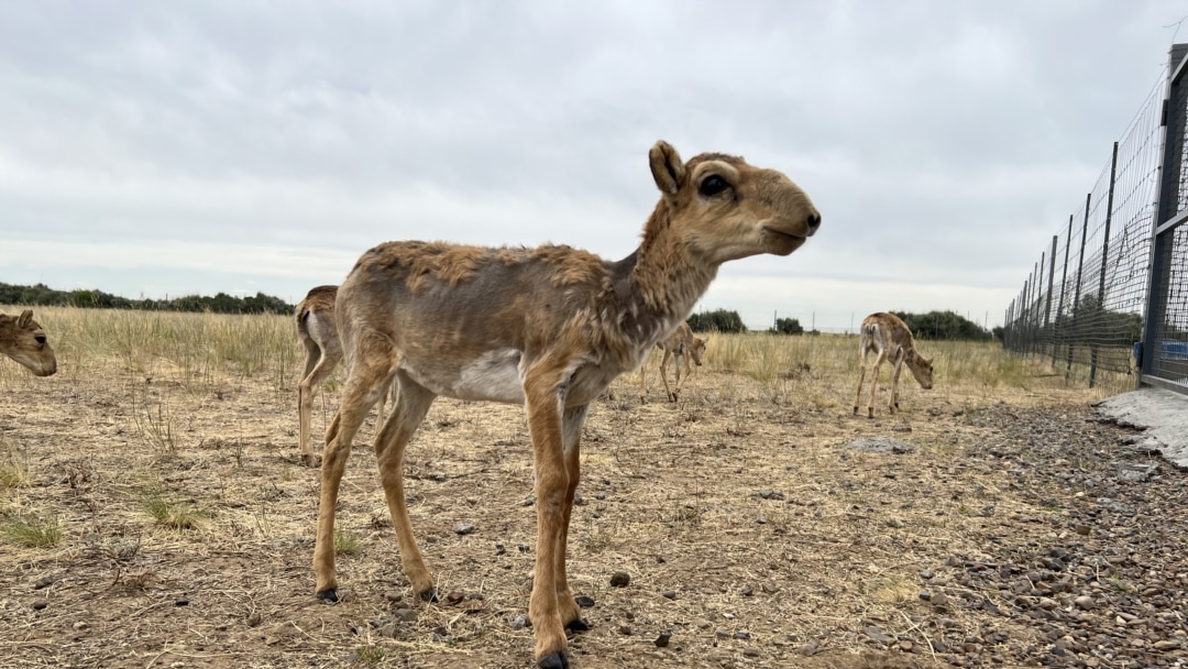 Күңгірттер кискадан сперманы жалайды Күңгірттер кискадан сперманы жалайды
