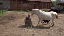 Drugi život napuštenih konja Srbije 