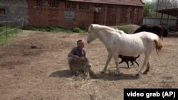 Drugi život napuštenih konja Srbije 