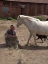 Serbian who devotes his life to rescuing horses