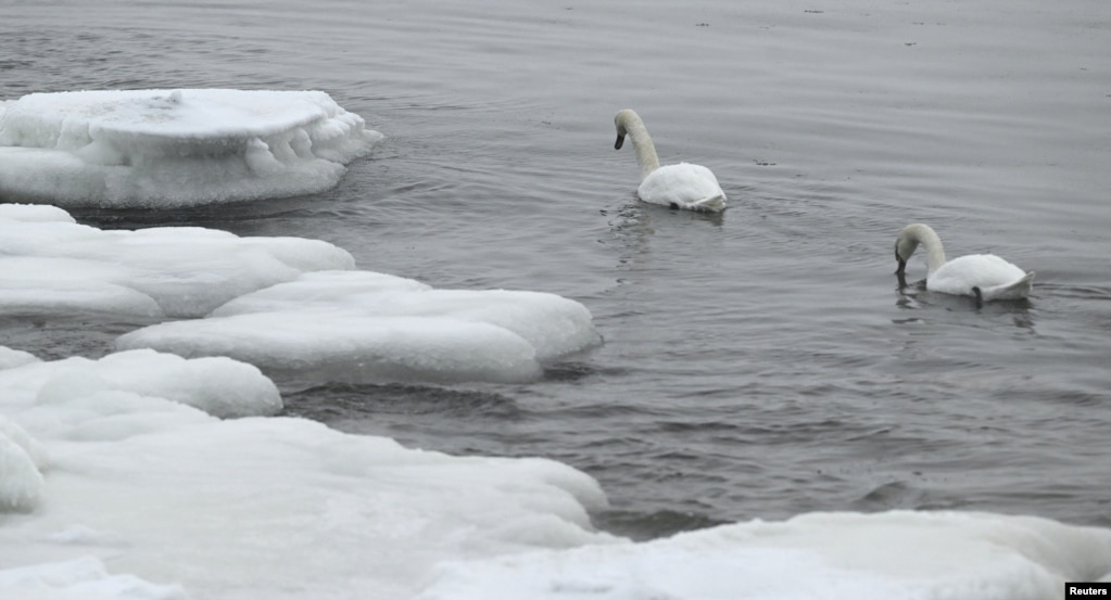 Dy mjellma duke notuar pranë brigjeve me akull të detit në Finlandë, 4 janar 2024.