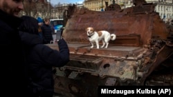 A woman takes a photo of her dog on a destroyed Russian tank on display in Vilnius on March 1.