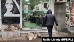 Собаки на улице в Батуми