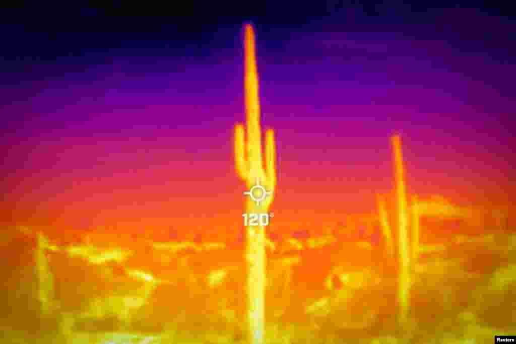 Një kaktus saguaro shihet gjatë një vale e të nxehtit përgjatë 27-ditëve me temperatura mbi 43 gradë celsius në Kopshtin Botanik të Shkretëtirës në Fineks, Arizona, SHBA, 26 korrik 2023. Më 26 korrik në orën 09:50, një aparat fotografik Flir One ProThermal regjistroi një temperaturë sipërfaqësore prej 48 gradësh celsius, me një temperaturë ajri prej 30 gradësh celsius sipas Shërbimit Kombëtar të Motit.