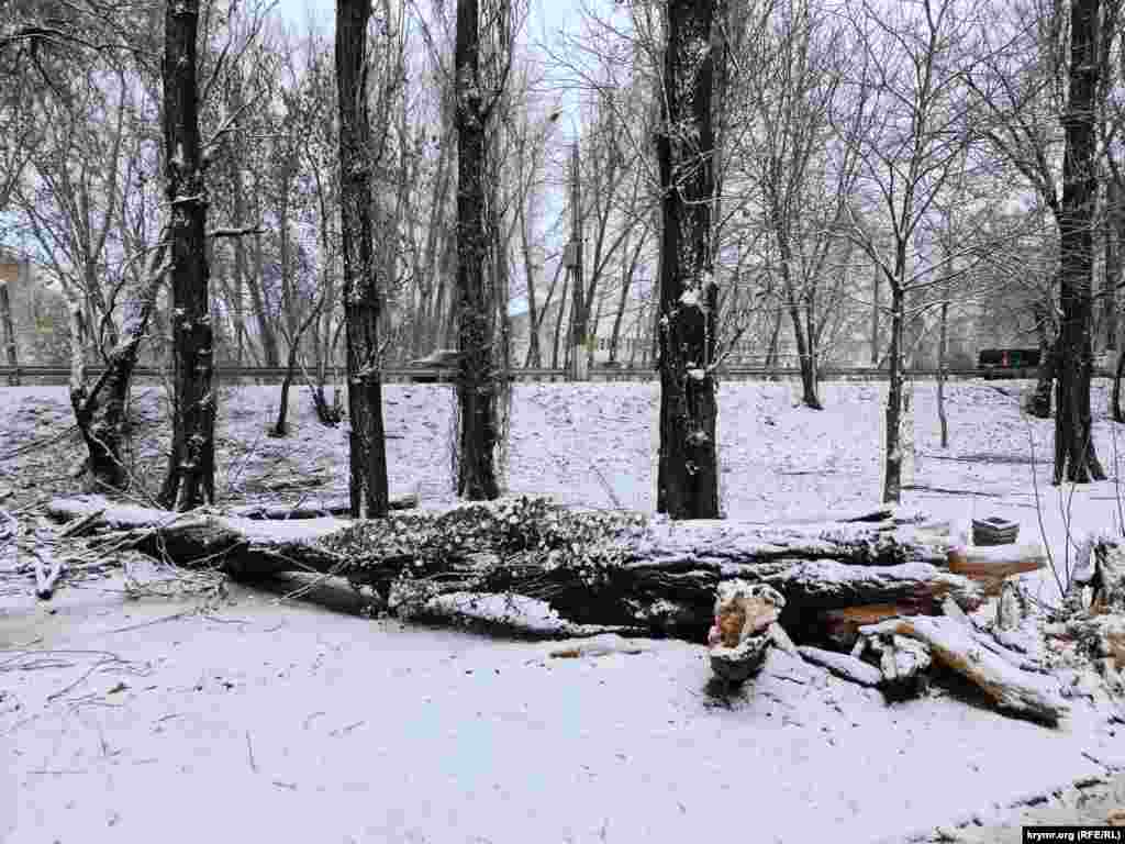 Упавшее огромное дерево в Гагаринском парке