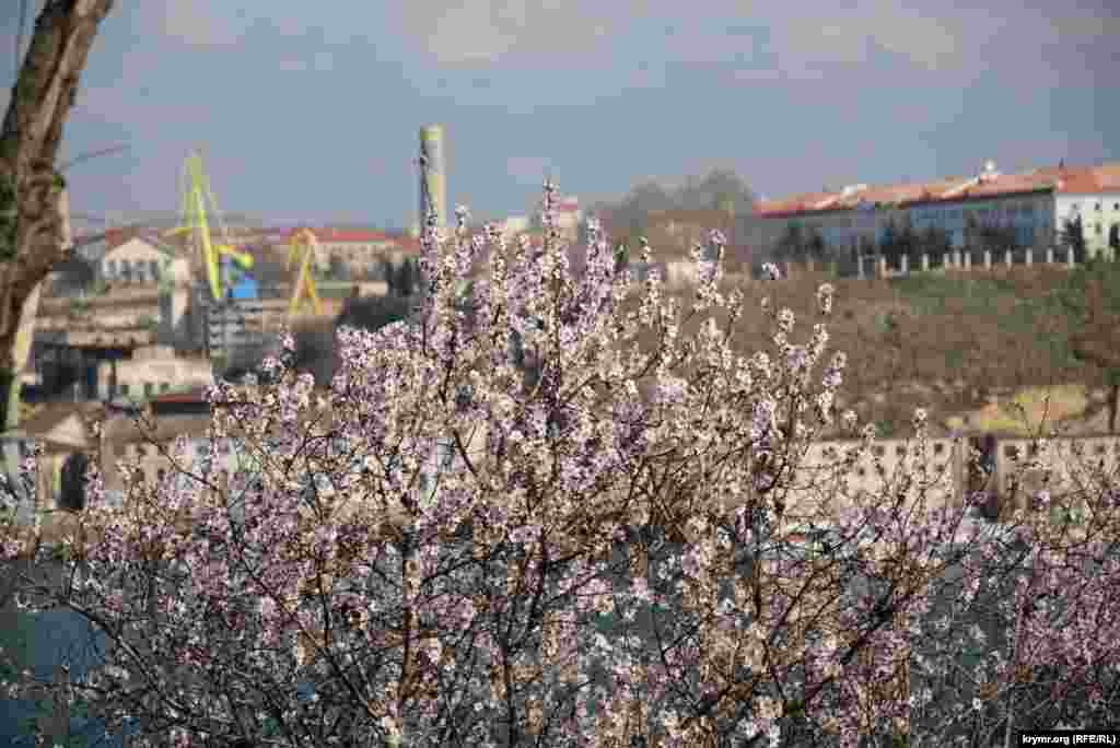 За цветущим миндалем на противоположном берегу Южной бухты видна Корабельная сторона Севастополя