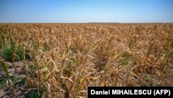 Cultură de porumb afectată de secetă.