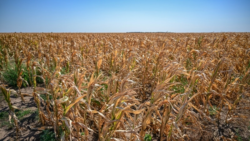 Fermierii români spun că, din cauza secetei, vor avea recolte chiar și cu 30% mai mici