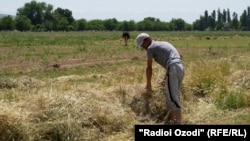 Дехкане Согдийской области 