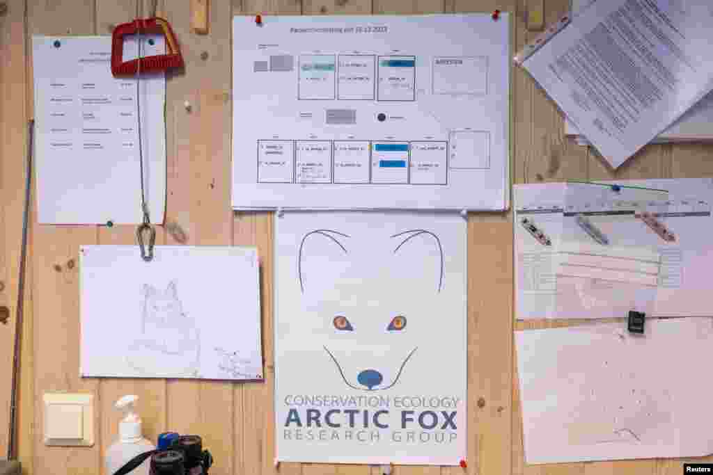 Program parenja arktičke lisice na zidu centra za razmnožavanje arktičke lisice u zatočeništvu, blizu Opdala, Norveška, 4. februara 2024.