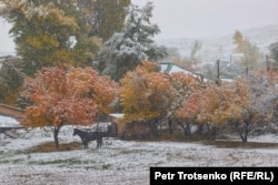 Egy ló áll egy mezőn a verseny másnapján