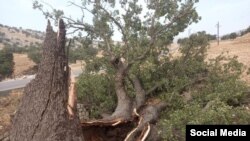 عکس آرشیوی است