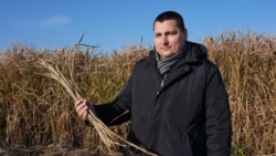 Ar putea orașul Chișinău să treacă de la gaz la biomasă? Potențialul plantei miscanthus