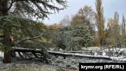 Ботанический сад Симферополя после шторма. 27 ноября 2023 года