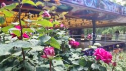 Поврежденные заморозком бутоны роз в Гагаринском парке Симферополя