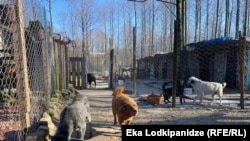 თავშესაფრის ბინადრები