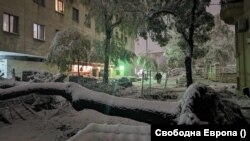 Дърво падна пред сградата на МВР в София