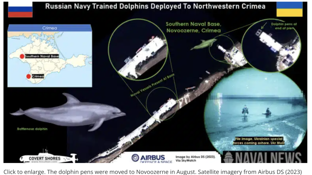 Дельфины Черноморского флота России на крымском Донузлаве. Что об этом  известно?