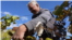 Moldova, Harvesting the grapes