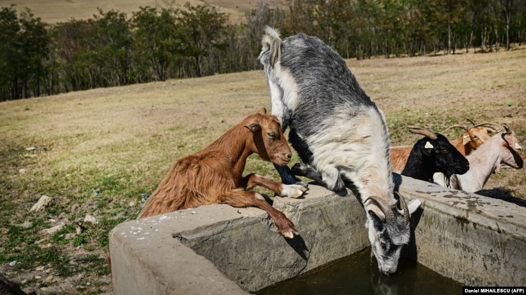 Koze piju vodu koju donosi cisterna za lokalnu opskrbu vodom za vrijeme suše u rumunskom selu Beresti 2024. godine. I južna i istočna Evropa suočavaju se s "upornim i ponavljajućim uvjetima suše", upozorili su u ljeto prošle godine iz EU.