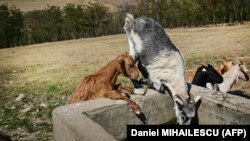 Koze piju vodu koju donosi cisterna za lokalnu opskrbu vodom za vrijeme suše u rumunskom selu Beresti 2024. godine. I južna i istočna Evropa suočavaju se s "upornim i ponavljajućim uvjetima suše", upozorili su u ljeto prošle godine iz EU.