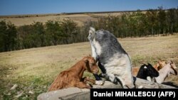 Козите пијат вода доставена со цистерна за локалното водоснабдување за време на сушата во романското село Берешти во 2024 година. И јужна и источна Европа се соочуваат со „услови на постојана и повторлива суша“, предупреди ЕУ минатото лето.