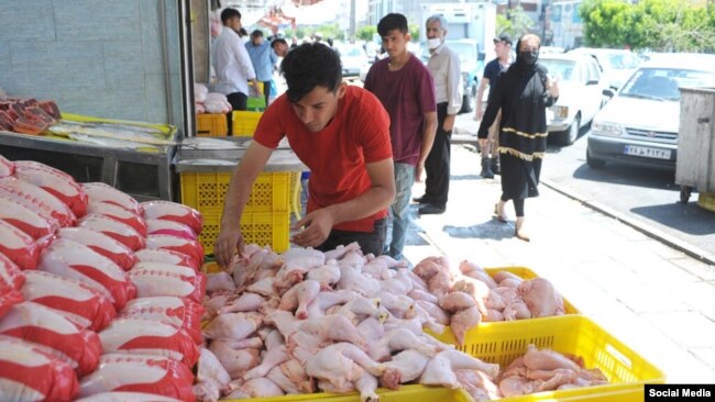 قیمت مرغ در اردیبهشت ۱۴۰۱ و بعد از طرح ادعایی «مردمیسازی یارانهها» و حذف ارز ۴۲۰۰ تومانی توسط دولت ابراهیم رئیسی، طی یک ماه دو برابر شد