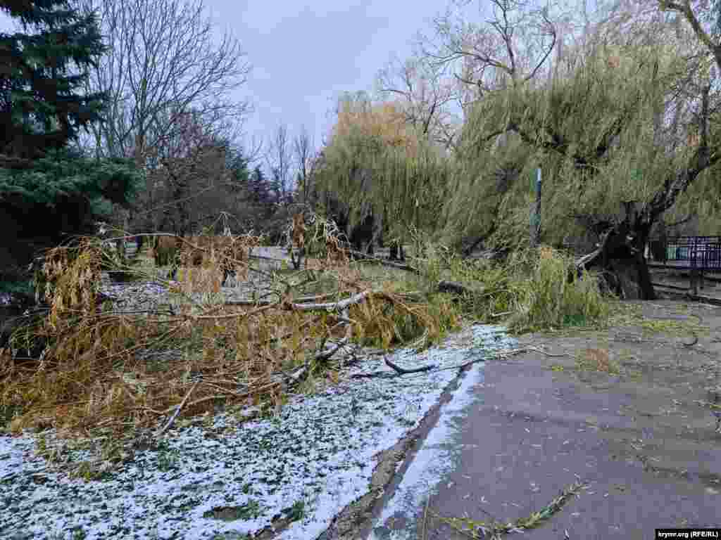 Многие тротуары были завалены сломанными деревьями
