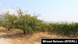 Uvriježeno je mišljenje da vrućine pomažu vinovoj lozi, međutim poljoprivrednici s kojima je RSE razgovarao kažu da ovakve visoke temperature, pogotovo noći tokom kojih temperatura zraka jedva da pada ispod 30 stepeni Celzijusa, nanose štetu i urodu grožđa.