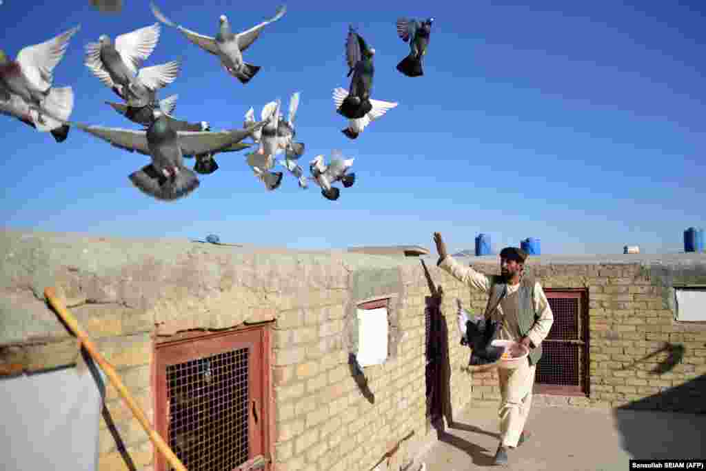 An Afghan man feeds his pigeons on the outskirts of Kandahar.