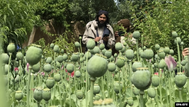 Piantagione di papaveri a Mazar-e-Sharif, Afghanistan.  maggio 2023