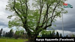 Дерево повредили бензопилой