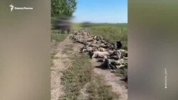 Бойцы "Ахмата" в плену в Курской области