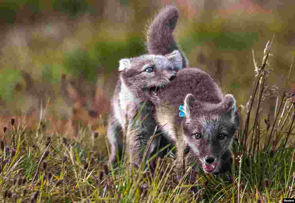 Dy këlyshë dhelpre arktike duke luajtur...&nbsp; Me popullsinë aktuale të dhelprave arktike, shkencëtarët thanë se mund të duhen edhe 25 vjet të tjera për të arritur objektivin e programit që 2000 dhelpra arktike të jetojnë të lira nëpër Skandinavi - me kusht që ato të ushqehen dhe të jenë të ngopura.