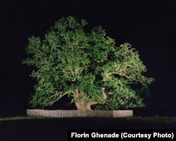 „Bătrânul Carpaților”, arbore secular fotografiat de Florin Ghenade în cadrul proiectului „Arbori bătrâni”, prezentat în mai multe expoziții în țară.