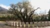 Can Montenegro's 2,200-Year-Old Olive Tree Be Saved?