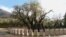Can Montenegro's 2,200-Year-Old Olive Tree Be Saved?