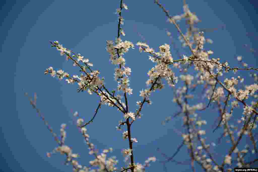 Цветы алычи также приятно смотрятся на фоне синего неба