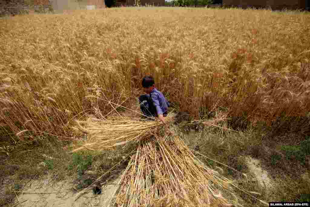 Премьер-министр Пакистана Шехбаз Шариф 30 апреля сообщил в социальных сетях, что страна получила &laquo;рекордный урожай&raquo; пшеницы в размере 27,5 млн метрических тонн