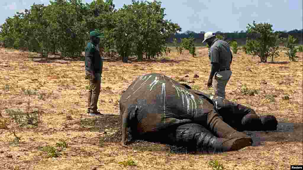 Parkőrök egy elefánt tetemét vizsgálják a zimbabwei Hwange Nemzeti Parkban 2023. december 7-én.&nbsp;Zimbabwe esős évszaka novembertől márciusig tart, de idén eddig alig esett. A Zimbabwei Meteorológiai Szolgálat szerint a szárazság várhatóan 2024-ig tart