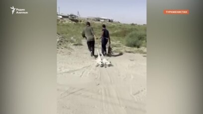 В пригороде Ашхабада прилюдно убивают собак